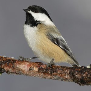 photo of black-capped chickadee