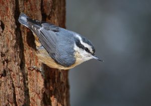 photo of red-breasted nut hatch