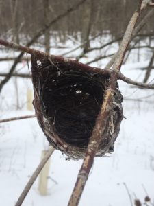 photo of red -eyed vireo nest