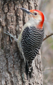 photo of red-bellied woodpecker