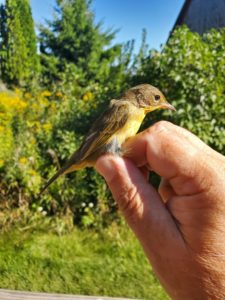 photo of palm warbler