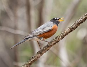 photo of a robin