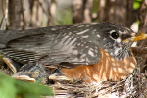 photo of mother robin on nest with babies under her