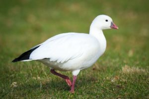 photo of Ross' goose