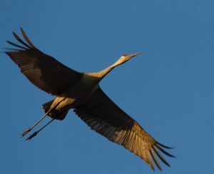 photo of sandhill flying