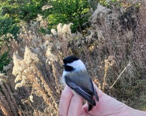 photo of black-capped chickadee