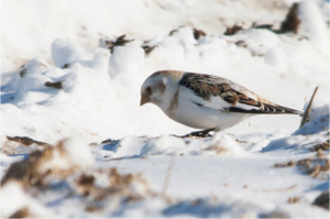 photo of snow bunting in the snow
