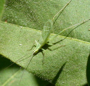 photo of snowy tree cricket