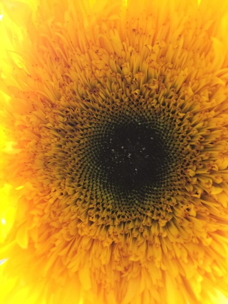 photo of sunflower face