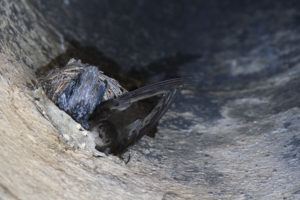 photo of swift and baby in nest in chimney