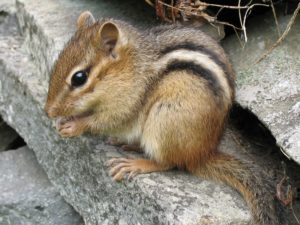 photo of chipmunk