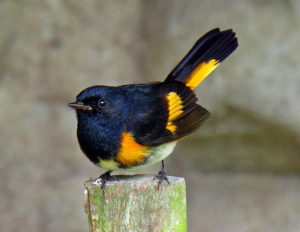 photo of American redstart warbler