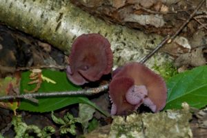 photo of Amethyst Deceiver mushroom