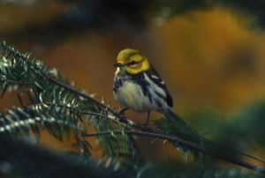 photo of Black-throated green warbler in tree