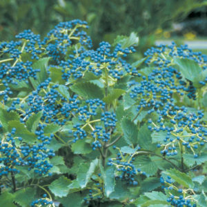 photo of native blue muffin shrub