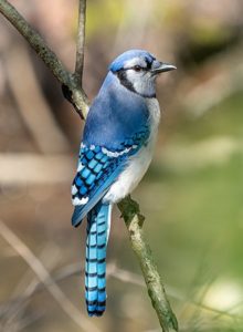 photo of Blue Jay