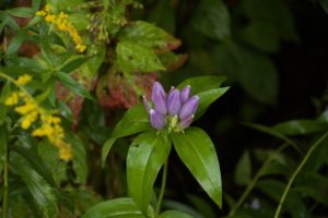 photo of bottle gentian and goldenrod