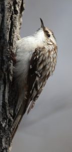 photo of brown creeper climbing tree