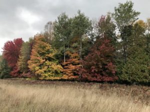 photo of leaves changing color