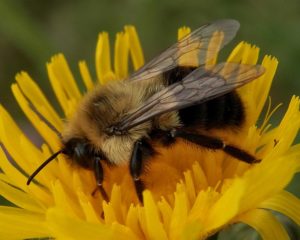 photo of common eastern bumblebee