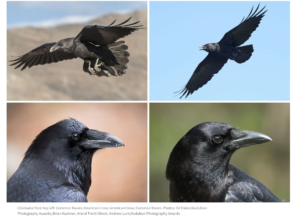 photo of ravens & crows depicting difference