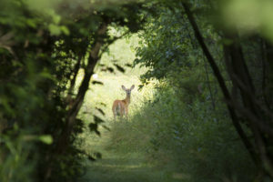 photo of deer in prairie