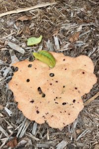 photo of dog vomit slime mold