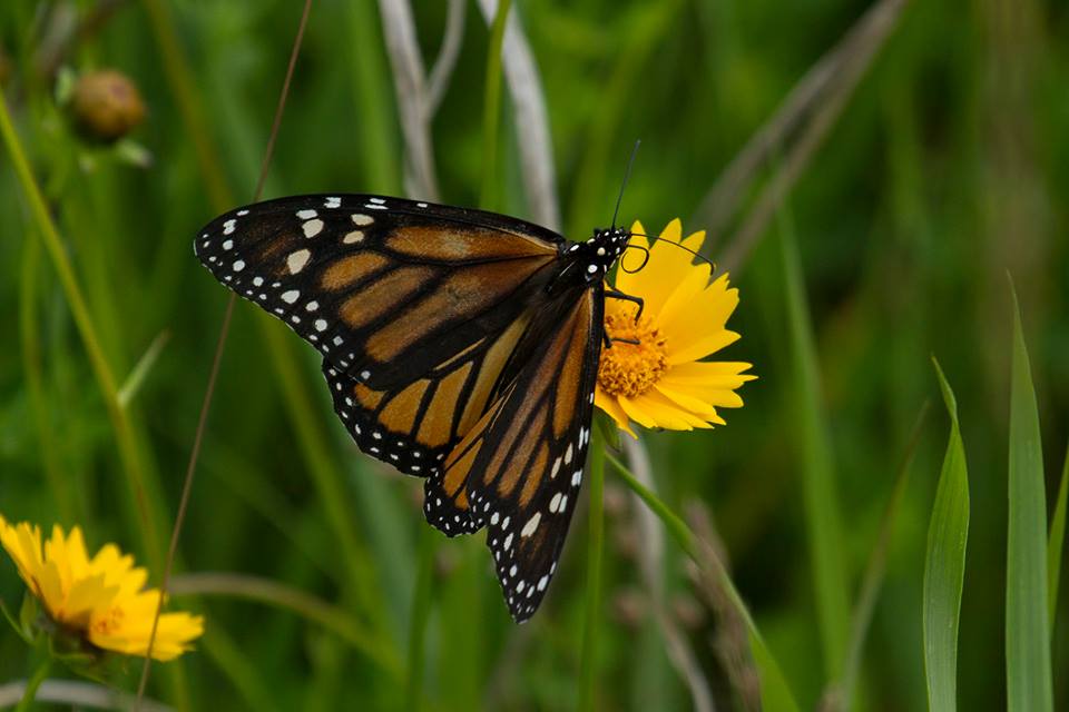 photo of monarch butterfly