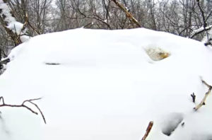 photo of eagle's nest in the snow