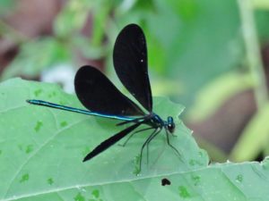 photo of ebony jewelwing