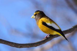 photo of Evening-grosbeak on branch