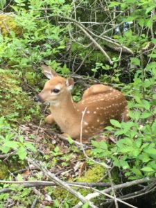 photo of fawn on ground