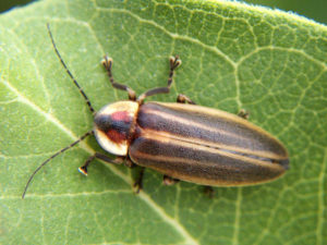 photo of a firefly