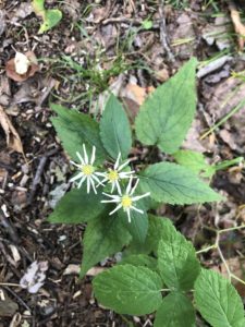 photo of forked-aster