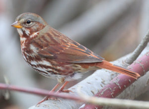 photo of Fox Sparrow