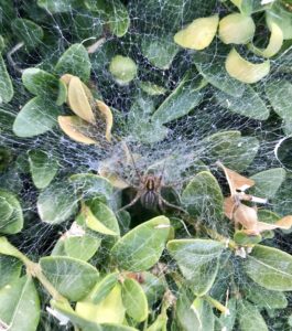 photo of funnel weaver spider
