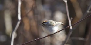 photo of golden-crowned kinglet