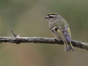 photo of golden-crowned kinglet