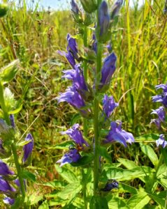 photo of great blue lobelia