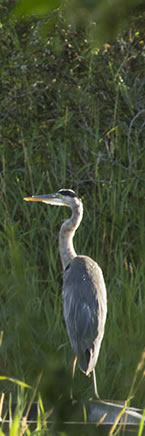 Heron