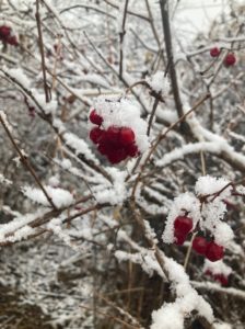 photo of highbush cranberries in snow