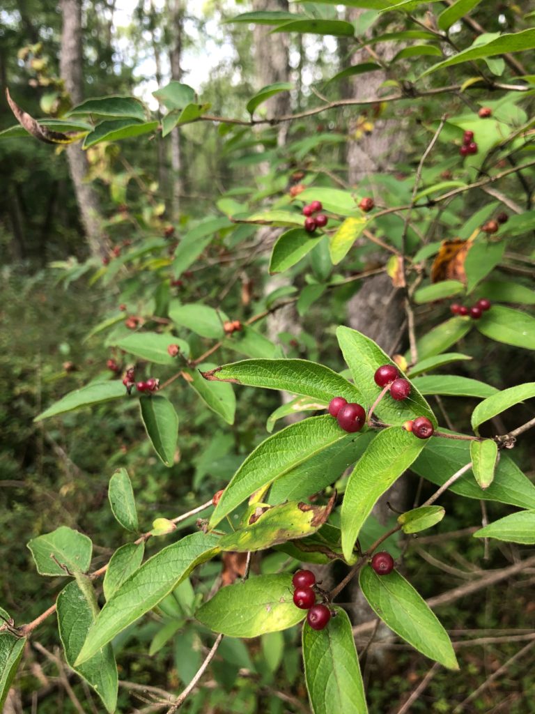 photo of honeysuckle with berries