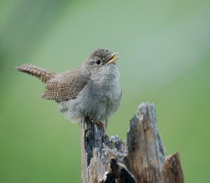 photo of House wren