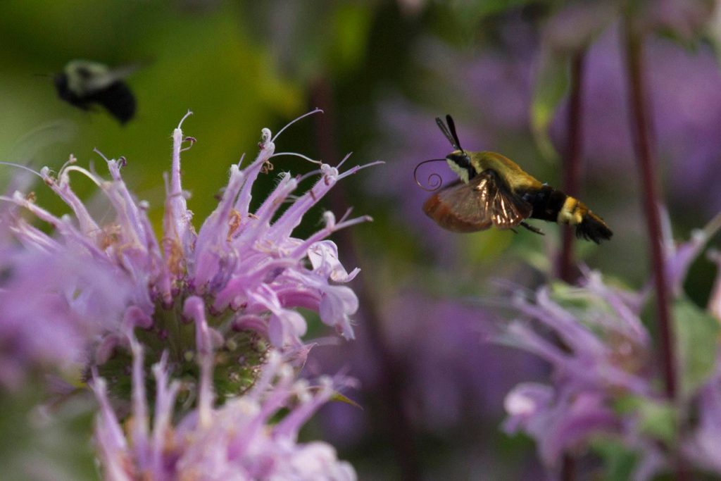 photo of hummingbird moth on bergamot