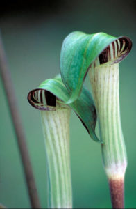 photo of jack-in-the-pulpit