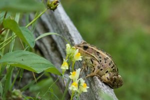 photo of leopard frog on fence