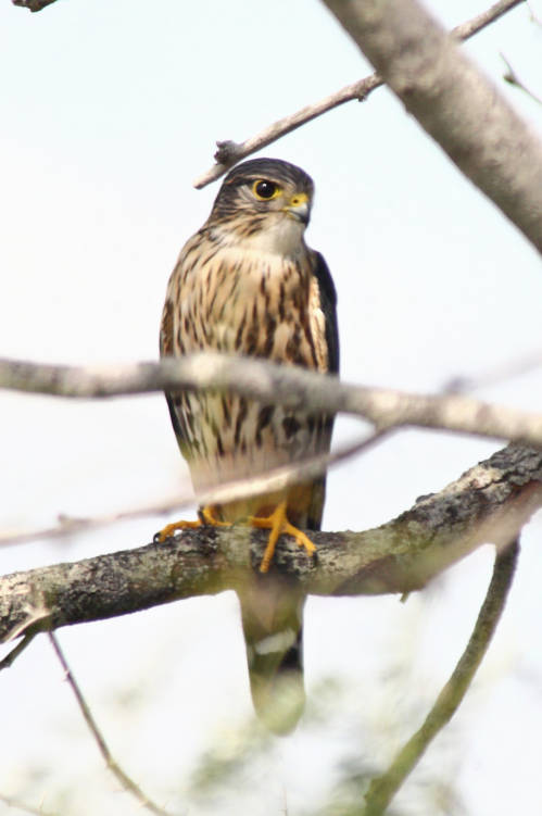 photo of a merlin perched on a branch