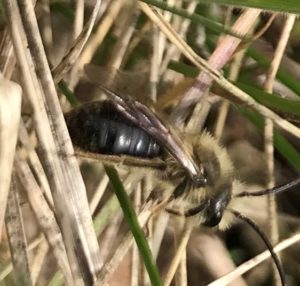 photo of mining bee