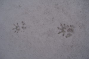 photo of opossum track in the snow