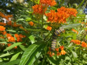 photo of monarch caterpillar on butterfly weed